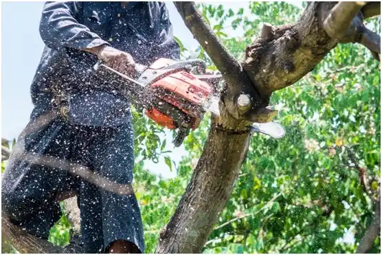 tree services Lake Arthur Estates